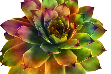 Image showing Succulent