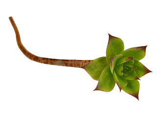 Image showing Sempervivum