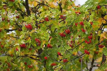 Image showing rowanberries