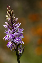 Image showing heath spotted orchid