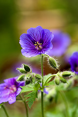 Image showing wood geranium