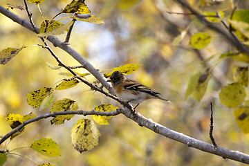 Image showing brambling