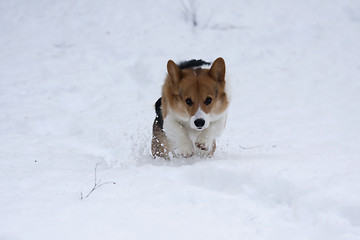 Image showing dog in snow