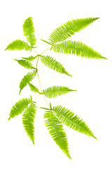 Image showing Fern leaves isolated