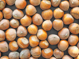 Image showing Hazelnut fruit