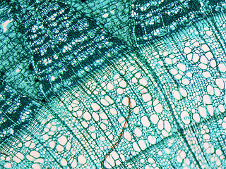 Image showing Tilia stem micrograph