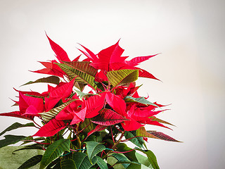 Image showing Poinsettia Christmas star