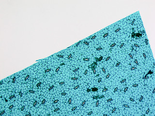 Image showing Stoma micrograph