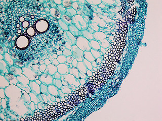 Image showing Cucurbita stem micrograph