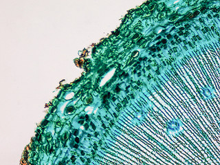 Image showing Pine Wood micrograph