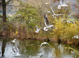 Image showing Soaring seagulls 