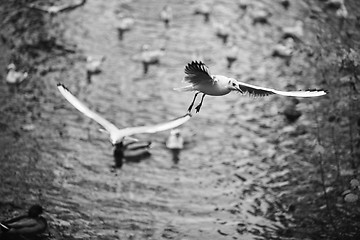 Image showing Soaring seagulls 