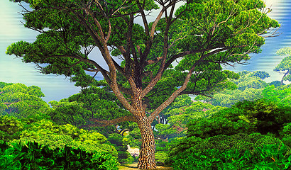 Image showing Mighty tree