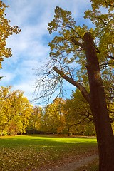 Image showing Mighty tree