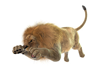 Image showing Jumping Lion