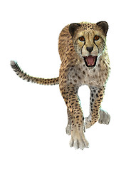 Image showing Cheetah