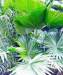 Image showing Green palm leaf