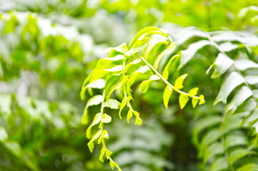 Image showing Green leaf