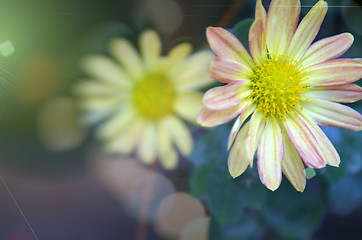 Image showing Yellow Flower