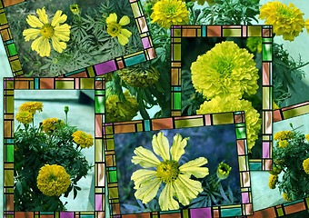 Image showing Collage of Yellow flowers in frame as postcards