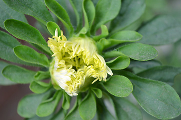 Image showing Yellow Flower