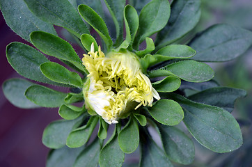 Image showing Yellow Flower