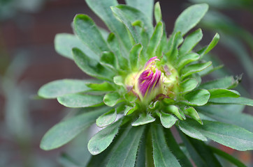 Image showing Pink flower