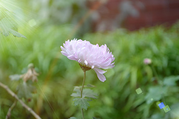 Image showing Pink flower