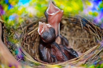 Image showing Baby Birds In The Nest