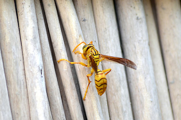 Image showing Honey Bee