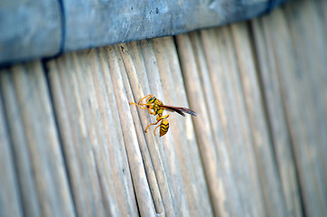 Image showing Honey Bee