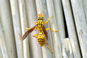 Image showing Honey Bee