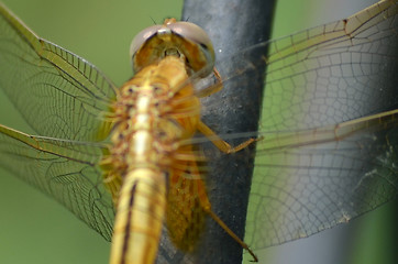 Image showing Female Dragon Fly