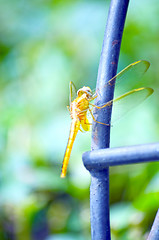 Image showing Female Dragon Fly