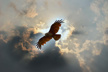 Image showing Bird In The Sky