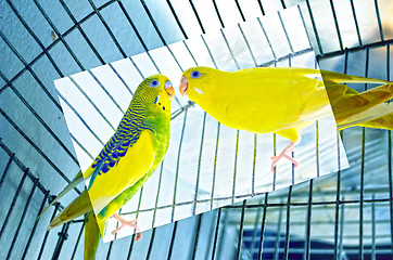 Image showing Love Birds