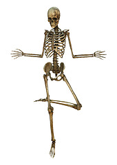 Image showing Human Skeleton