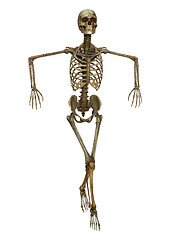 Image showing Dancing Skeleton