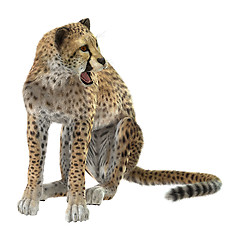 Image showing Cheetah