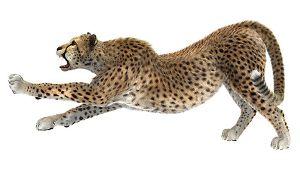 Image showing Cheetah