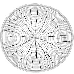 Image showing Tree rings saw cut tree trunk background. Vector illustration.