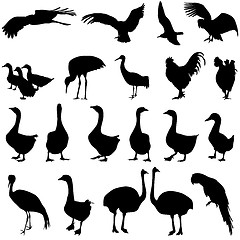 Image showing Set  silhouettes  birds in the zoo collection on a white backgro