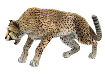 Image showing Cheetah