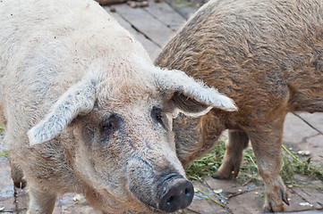 Image showing pigs at farm