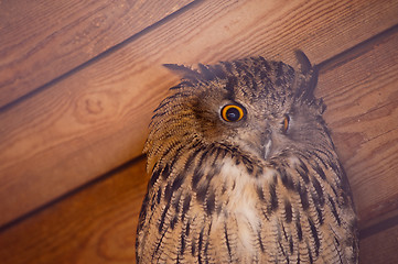 Image showing eagle owl