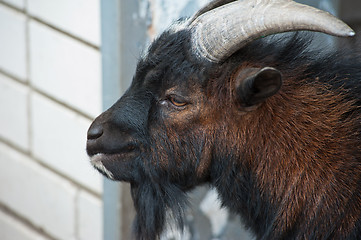 Image showing Sheep ram