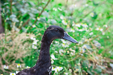 Image showing black duck