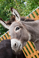 Image showing Donkey