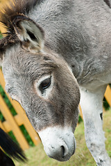 Image showing Donkey