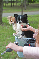 Image showing bicycle walking with dogs